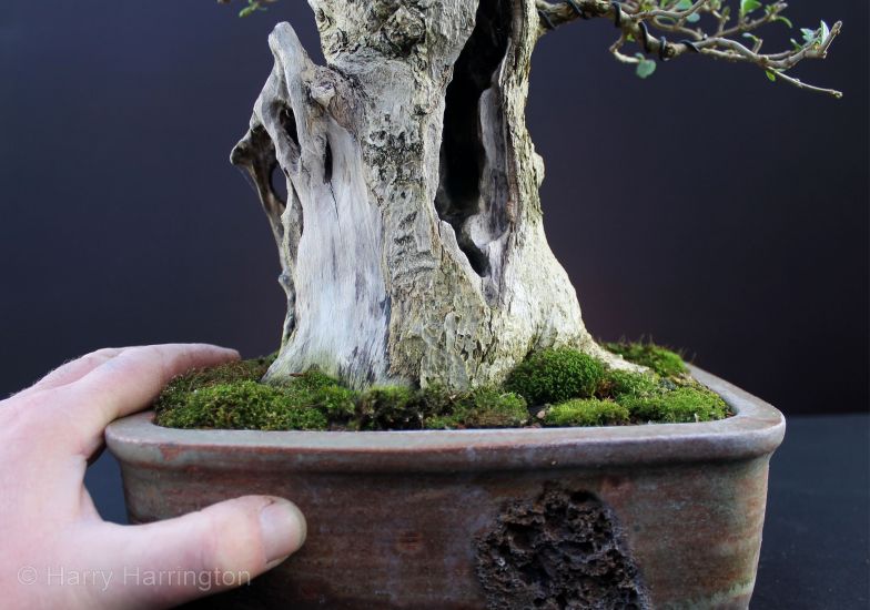 privet bonsai